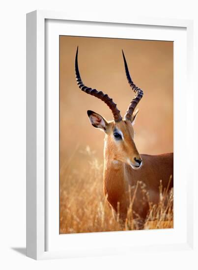 Impala Male (Aepyceros Melampus) Portrait Close-Up - Kruger National Park (South Africa)-Johan Swanepoel-Framed Photographic Print