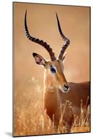 Impala Male (Aepyceros Melampus) Portrait Close-Up - Kruger National Park (South Africa)-Johan Swanepoel-Mounted Photographic Print