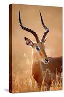 Impala Male (Aepyceros Melampus) Portrait Close-Up - Kruger National Park (South Africa)-Johan Swanepoel-Stretched Canvas