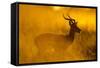 Impala, Moremi Game Reserve, Botswana-Paul Souders-Framed Stretched Canvas