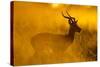 Impala, Moremi Game Reserve, Botswana-Paul Souders-Stretched Canvas