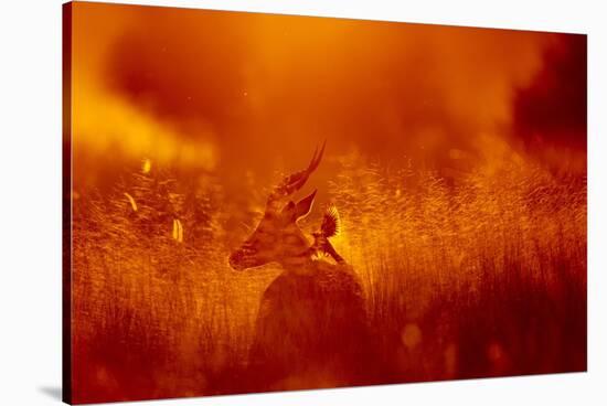 Impala, Moremi Game Reserve, Botswana-null-Stretched Canvas