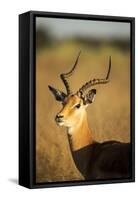 Impala, Moremi Game Reserve, Botswana-Paul Souders-Framed Stretched Canvas