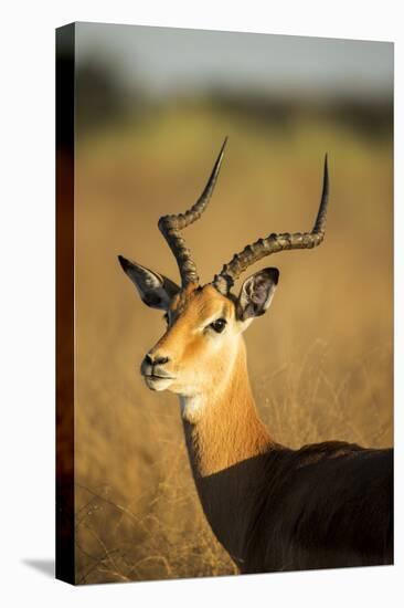 Impala, Moremi Game Reserve, Botswana-Paul Souders-Stretched Canvas