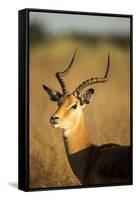 Impala, Moremi Game Reserve, Botswana-Paul Souders-Framed Stretched Canvas