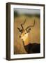 Impala, Moremi Game Reserve, Botswana-Paul Souders-Framed Premium Photographic Print