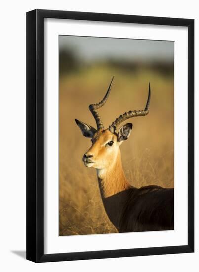 Impala, Moremi Game Reserve, Botswana-Paul Souders-Framed Premium Photographic Print