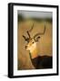 Impala, Moremi Game Reserve, Botswana-Paul Souders-Framed Premium Photographic Print