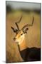 Impala, Moremi Game Reserve, Botswana-Paul Souders-Mounted Premium Photographic Print