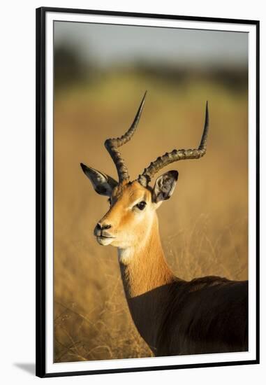 Impala, Moremi Game Reserve, Botswana-Paul Souders-Framed Premium Photographic Print