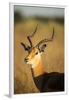 Impala, Moremi Game Reserve, Botswana-Paul Souders-Framed Premium Photographic Print
