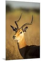 Impala, Moremi Game Reserve, Botswana-Paul Souders-Mounted Premium Photographic Print