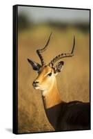 Impala, Moremi Game Reserve, Botswana-Paul Souders-Framed Stretched Canvas