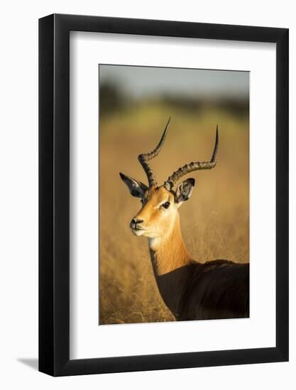 Impala, Moremi Game Reserve, Botswana-Paul Souders-Framed Premium Photographic Print