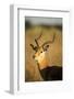 Impala, Moremi Game Reserve, Botswana-Paul Souders-Framed Premium Photographic Print