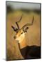 Impala, Moremi Game Reserve, Botswana-Paul Souders-Mounted Premium Photographic Print