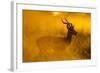 Impala, Moremi Game Reserve, Botswana-Paul Souders-Framed Photographic Print