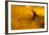 Impala, Moremi Game Reserve, Botswana-Paul Souders-Framed Photographic Print