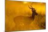 Impala, Moremi Game Reserve, Botswana-Paul Souders-Mounted Photographic Print