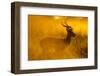 Impala, Moremi Game Reserve, Botswana-Paul Souders-Framed Photographic Print