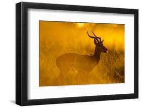 Impala, Moremi Game Reserve, Botswana-Paul Souders-Framed Photographic Print