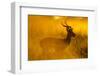 Impala, Moremi Game Reserve, Botswana-Paul Souders-Framed Photographic Print