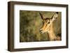 Impala, Moremi Game Reserve, Botswana-Paul Souders-Framed Photographic Print