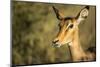 Impala, Moremi Game Reserve, Botswana-Paul Souders-Mounted Photographic Print