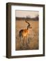 Impala, Moremi Game Reserve, Botswana-Paul Souders-Framed Photographic Print