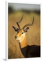 Impala, Moremi Game Reserve, Botswana-Paul Souders-Framed Photographic Print