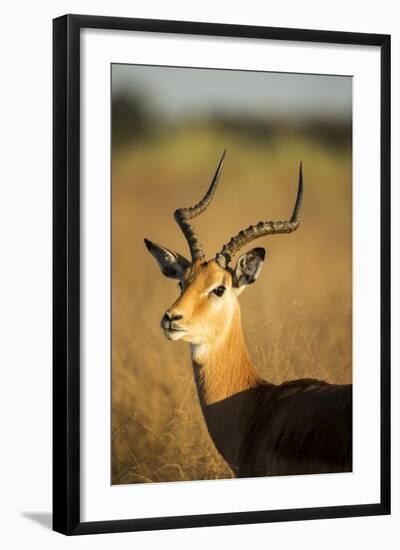 Impala, Moremi Game Reserve, Botswana-Paul Souders-Framed Photographic Print