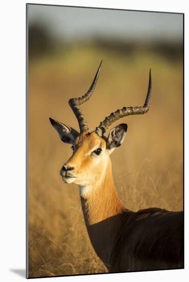Impala, Moremi Game Reserve, Botswana-Paul Souders-Mounted Photographic Print