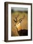 Impala, Moremi Game Reserve, Botswana-Paul Souders-Framed Photographic Print