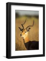 Impala, Moremi Game Reserve, Botswana-Paul Souders-Framed Photographic Print