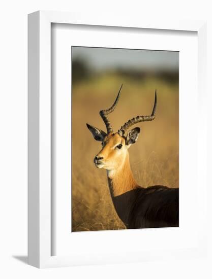 Impala, Moremi Game Reserve, Botswana-Paul Souders-Framed Photographic Print