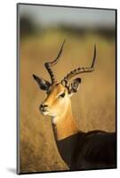 Impala, Moremi Game Reserve, Botswana-Paul Souders-Mounted Photographic Print