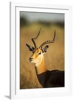 Impala, Moremi Game Reserve, Botswana-Paul Souders-Framed Photographic Print