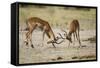 Impala, Nxai Pan National Park, Botswana-Paul Souders-Framed Stretched Canvas