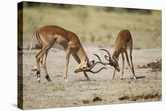 Impala, Nxai Pan National Park, Botswana-Paul Souders-Stretched Canvas