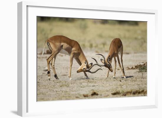 Impala, Nxai Pan National Park, Botswana-Paul Souders-Framed Photographic Print