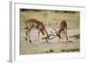 Impala, Nxai Pan National Park, Botswana-Paul Souders-Framed Photographic Print