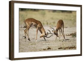 Impala, Nxai Pan National Park, Botswana-Paul Souders-Framed Photographic Print