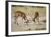 Impala, Nxai Pan National Park, Botswana-Paul Souders-Framed Photographic Print