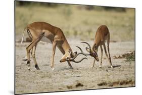 Impala, Nxai Pan National Park, Botswana-Paul Souders-Mounted Photographic Print
