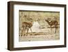 Impala, Nxai Pan National Park, Botswana-Paul Souders-Framed Photographic Print