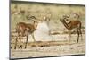 Impala, Nxai Pan National Park, Botswana-Paul Souders-Mounted Photographic Print