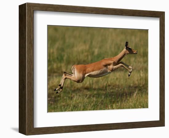 Impala, Okavango Delta, Botswana-Pete Oxford-Framed Photographic Print