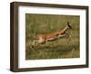 Impala, Okavango Delta, Botswana-Pete Oxford-Framed Photographic Print