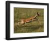 Impala, Okavango Delta, Botswana-Pete Oxford-Framed Photographic Print