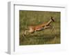 Impala, Okavango Delta, Botswana-Pete Oxford-Framed Photographic Print